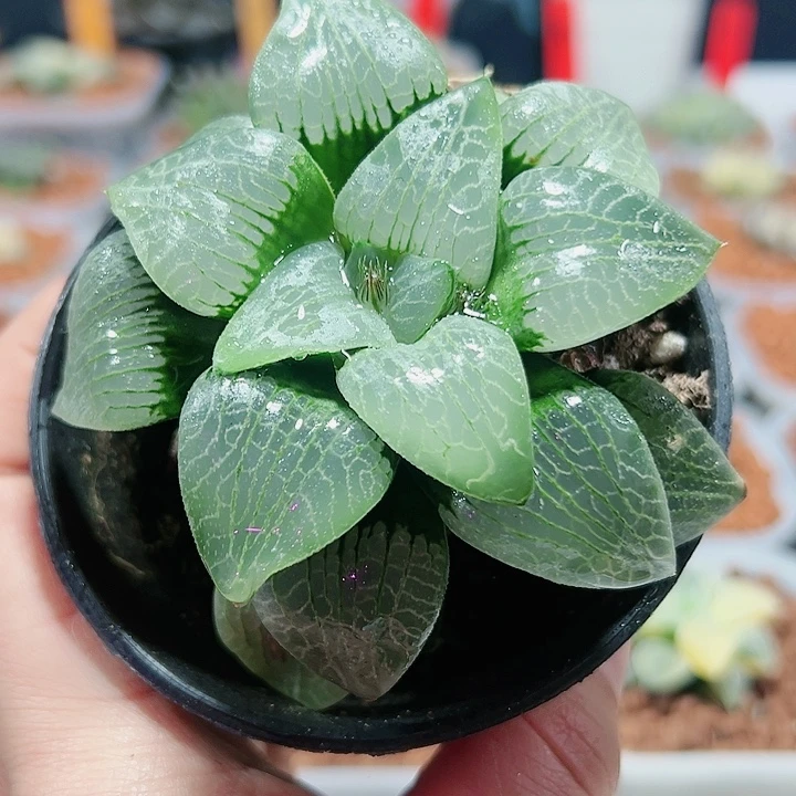 十二卷多肉月光寿