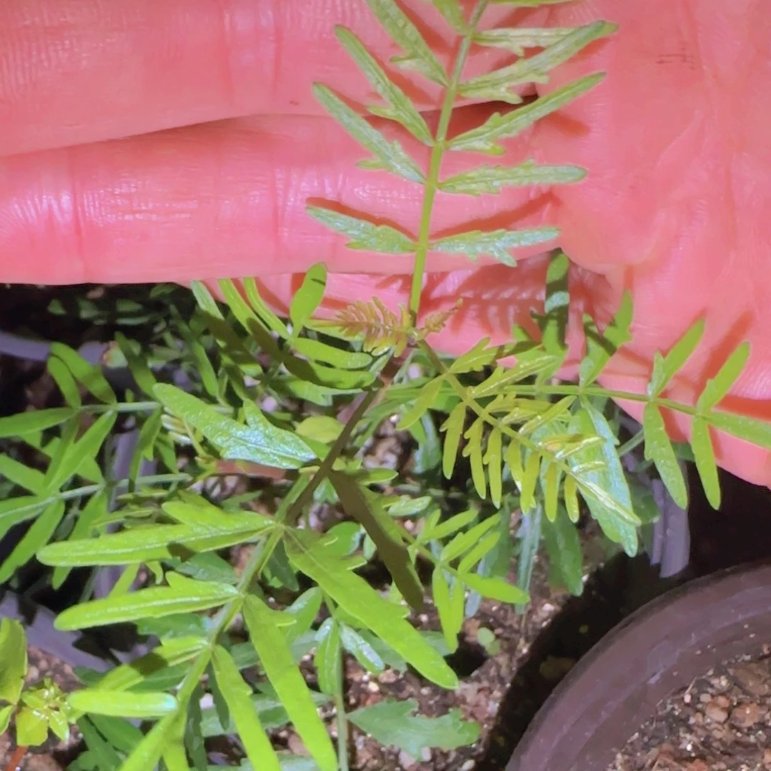 满***肥块根植物块根植物