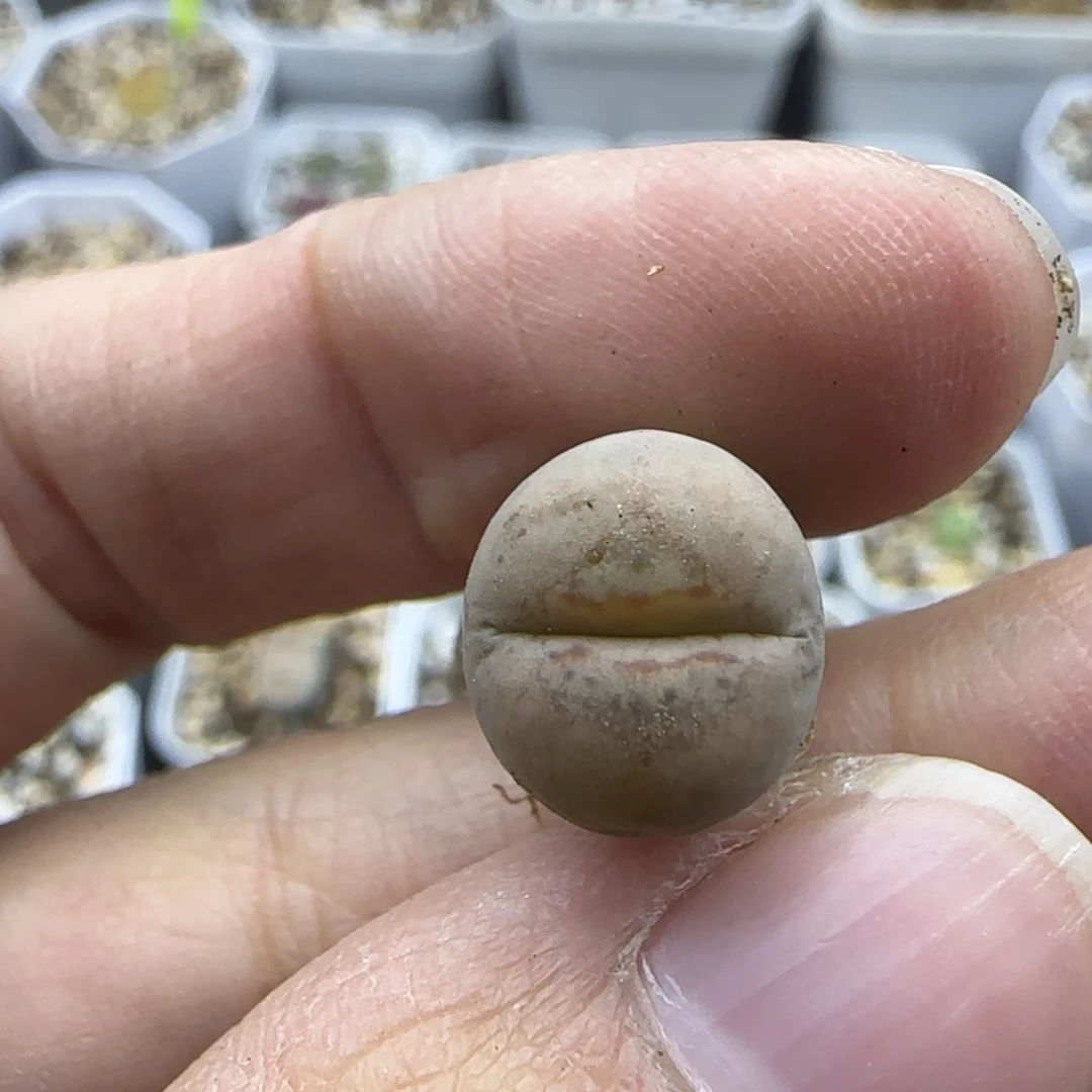 843 清框福利30包邮