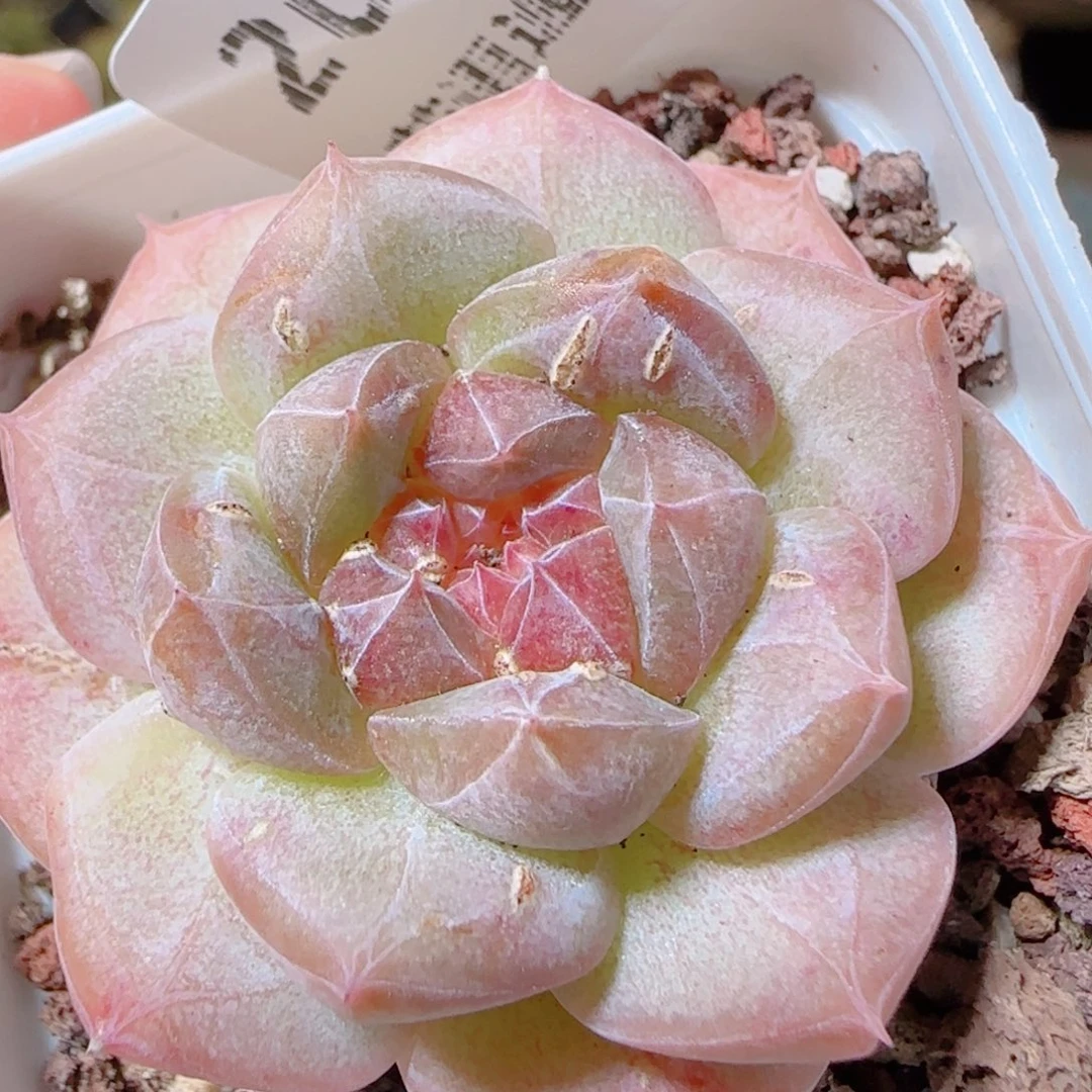 花语逸镜1113-207叶伤钻石珍妮