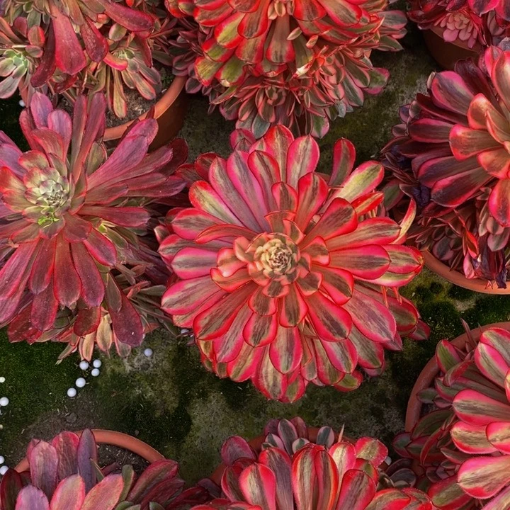 白月光一颗多肉植物