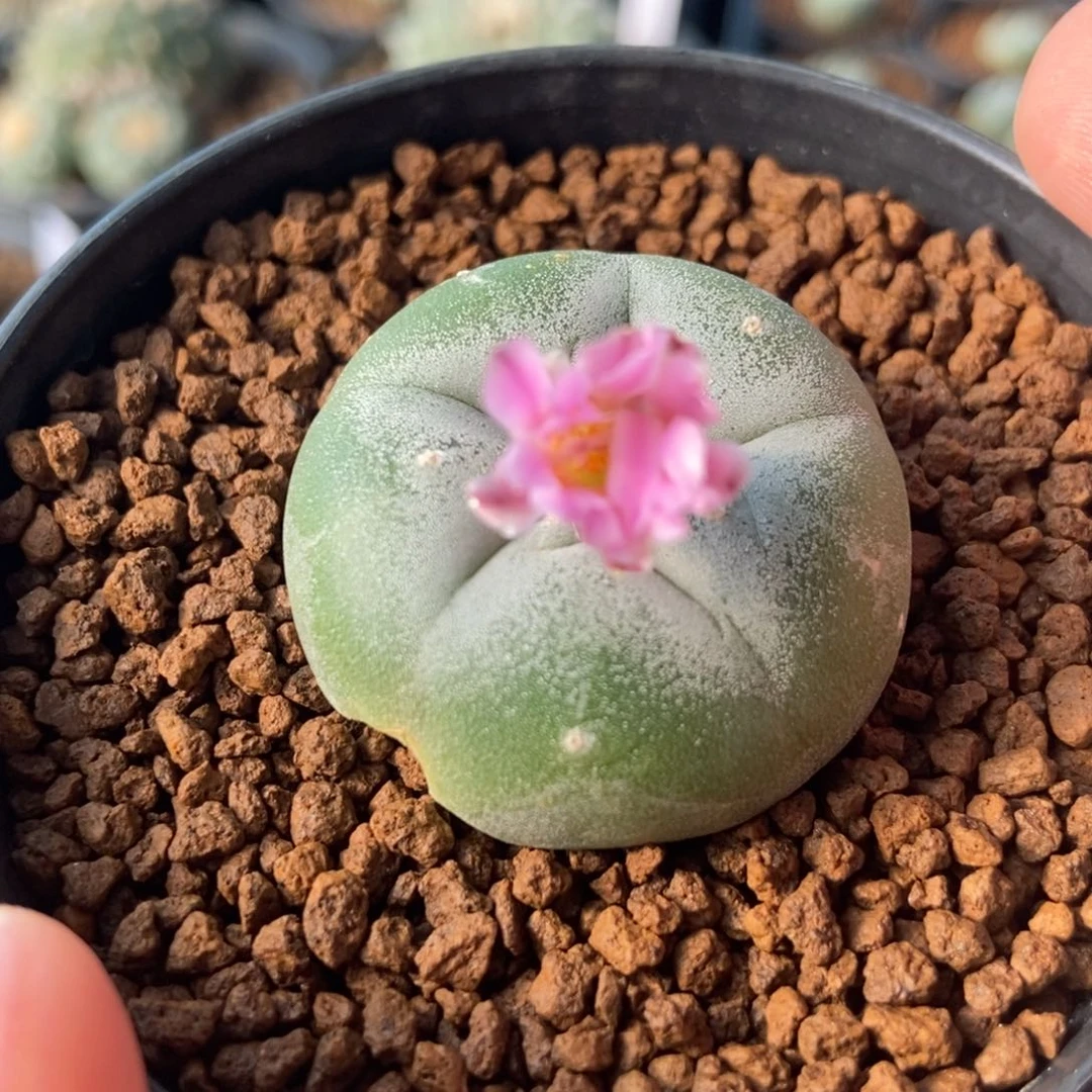 银鱼无刺仙人球开花