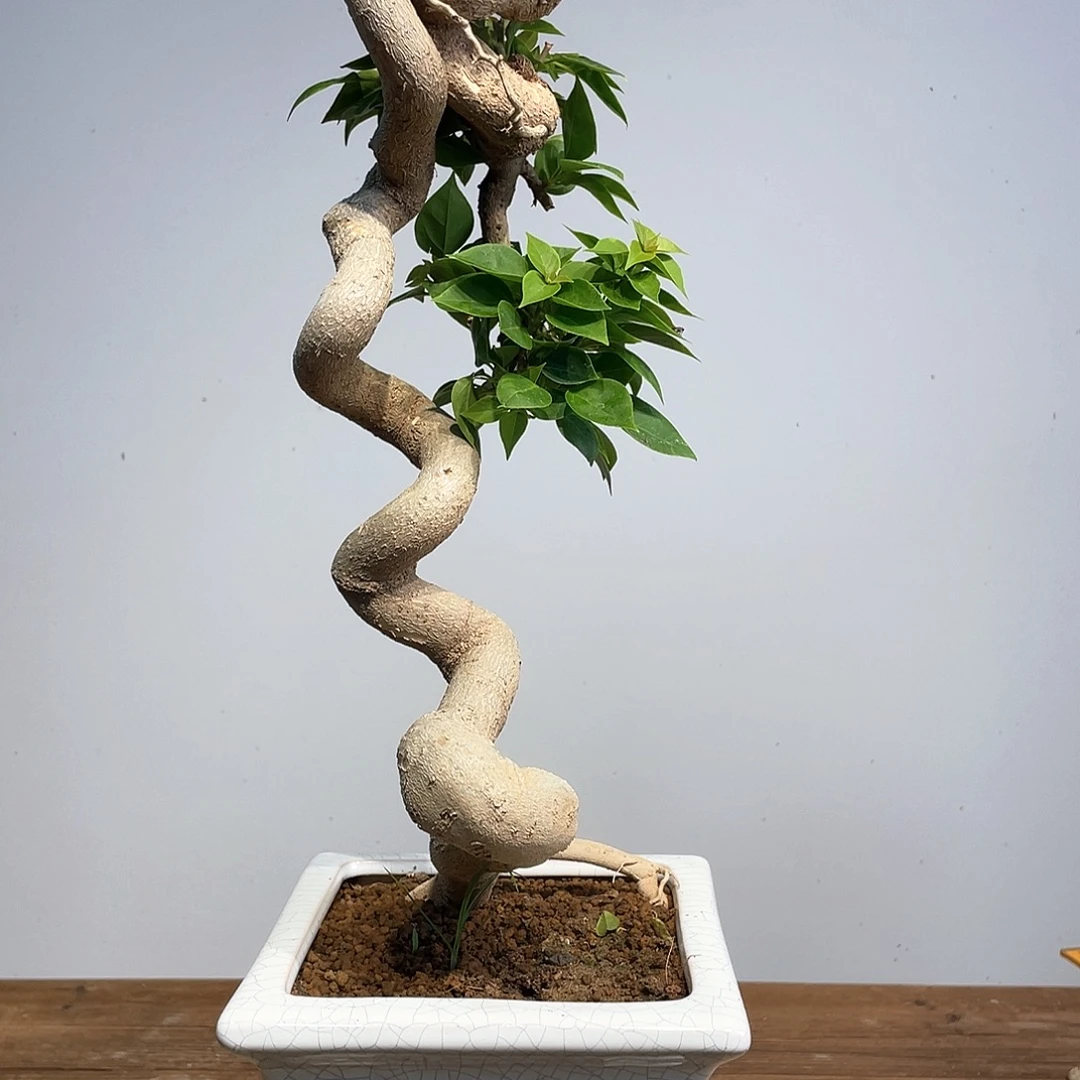 无花朵三角梅高度52厘米左右