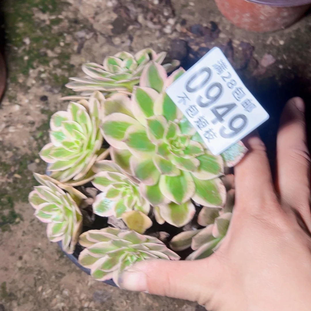 云河多肉植物法师0949