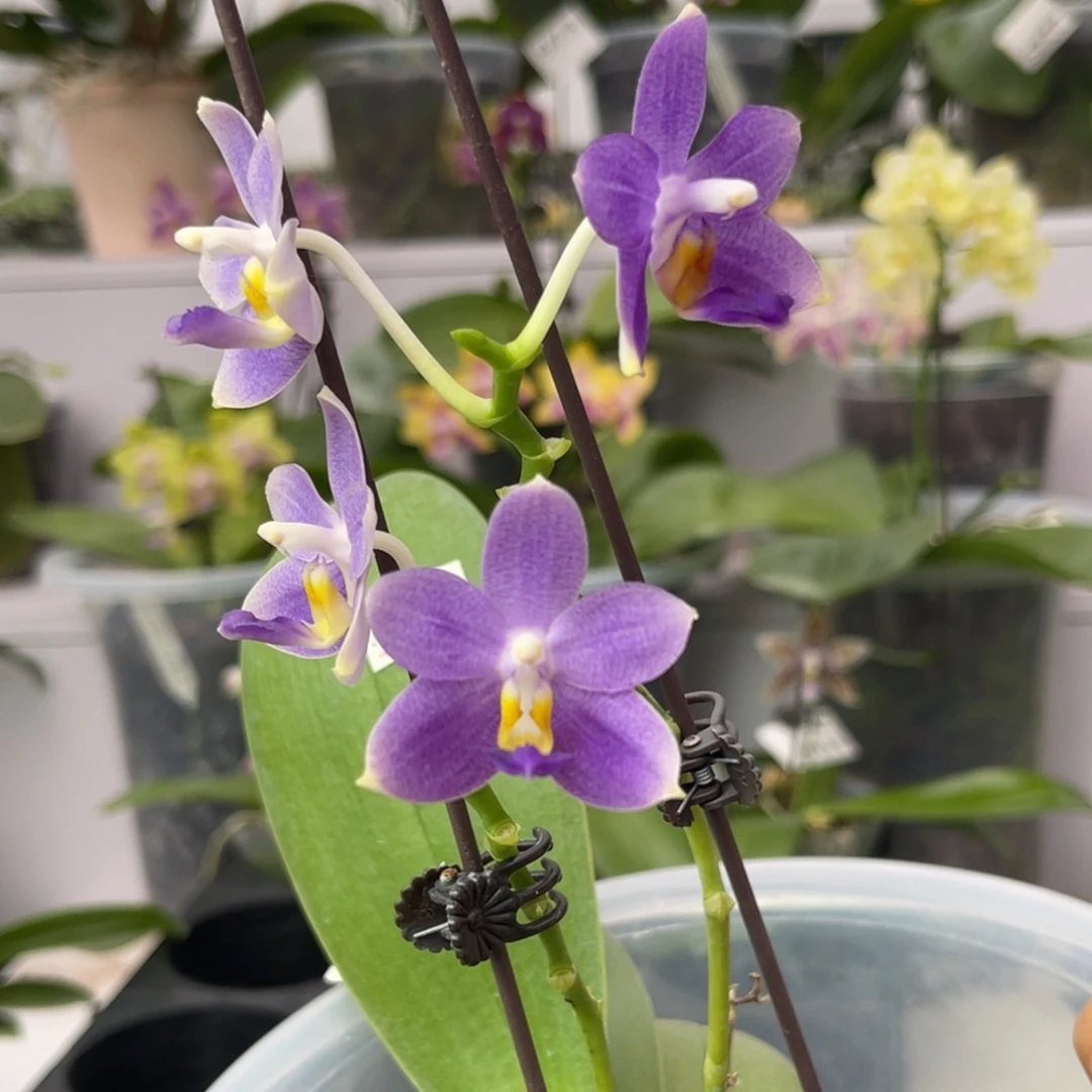 完全开放904 s7蓝蜻蜓交荧光珍妮弗 一物一拍
