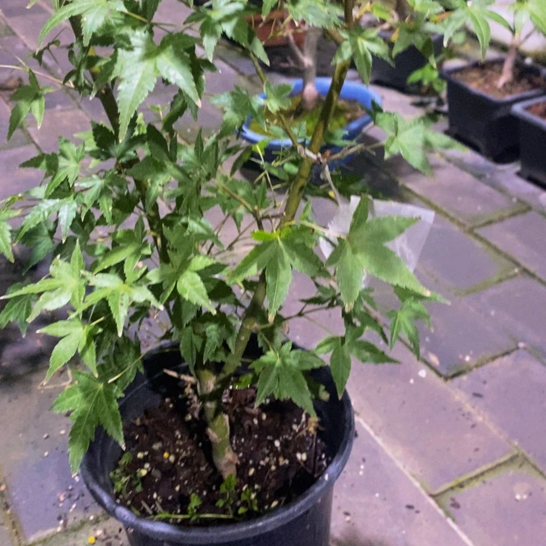 无花朵原生红千鸟一物一拍