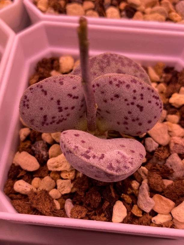 芝麻蛋水泡多肉满58包普快，包开箱