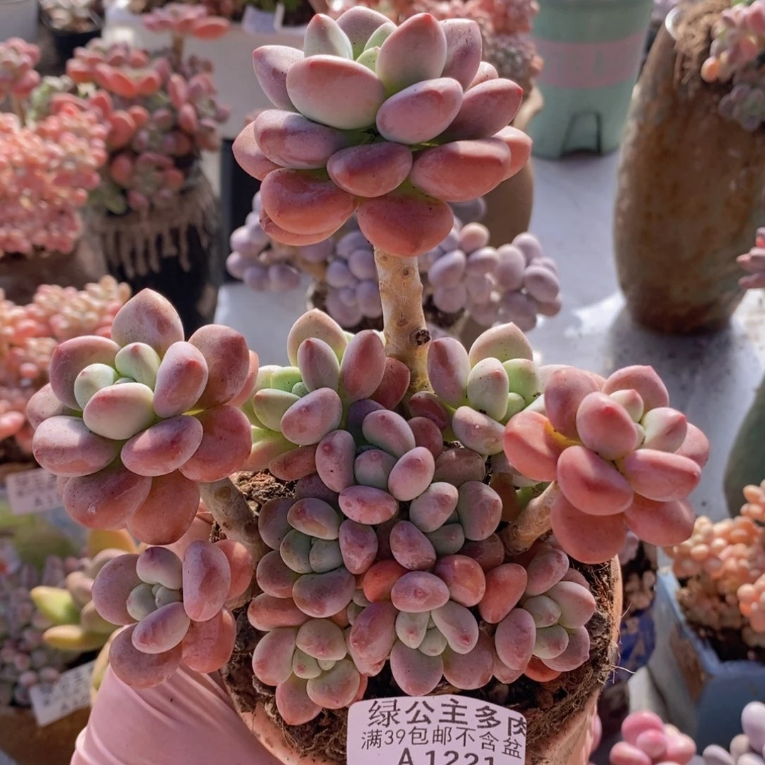 樱花洛神13cm1221多肉植物