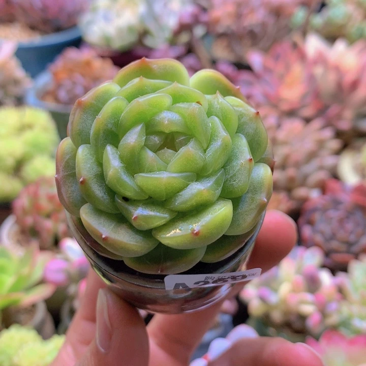 一物一拍含盆土满38包邮A269