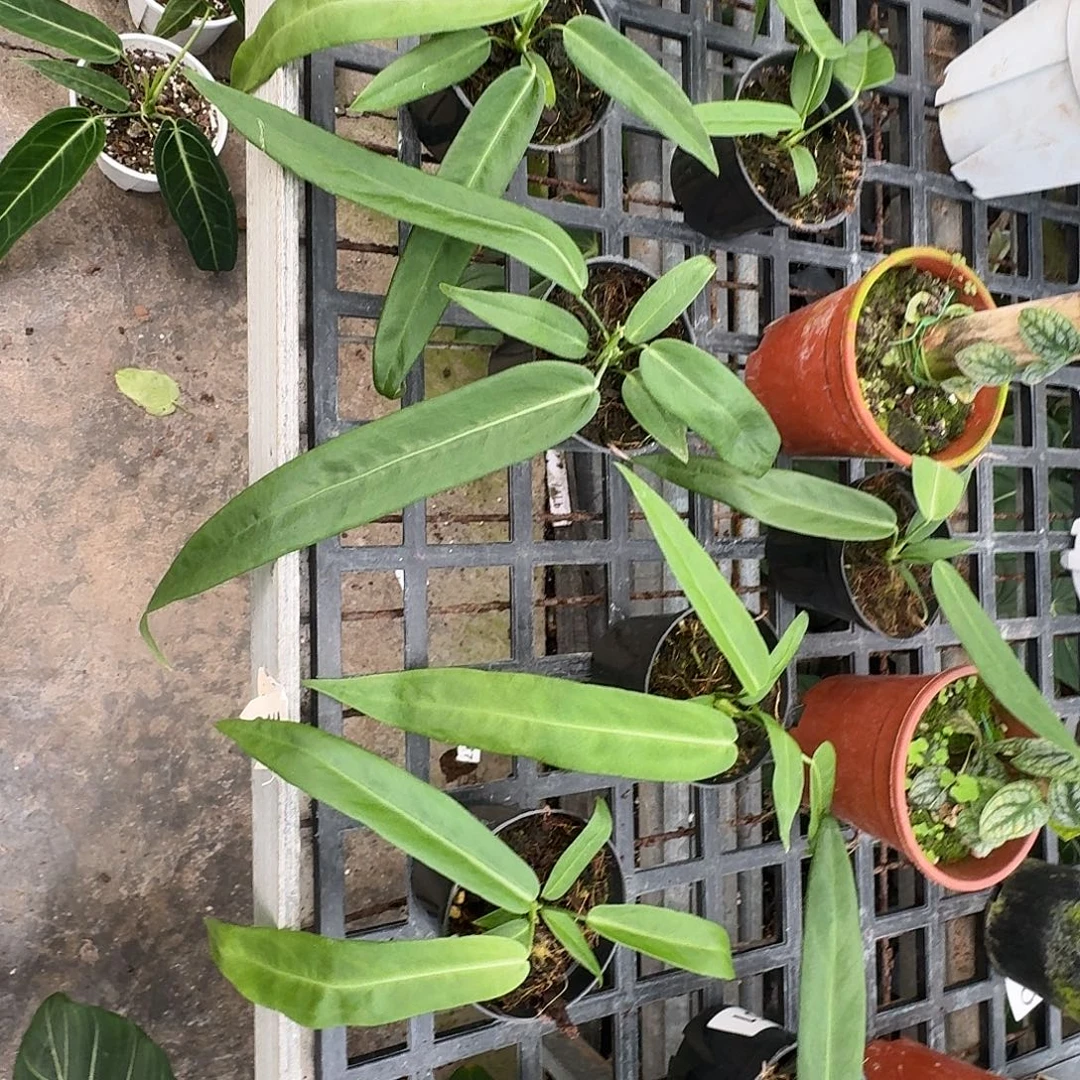 完全开放银脉领带可挑选