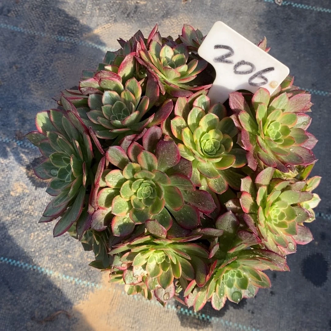 红陶悠**子206一物一拍