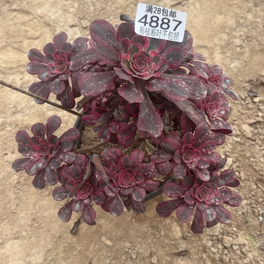 P. 4887丽娜多肉12333