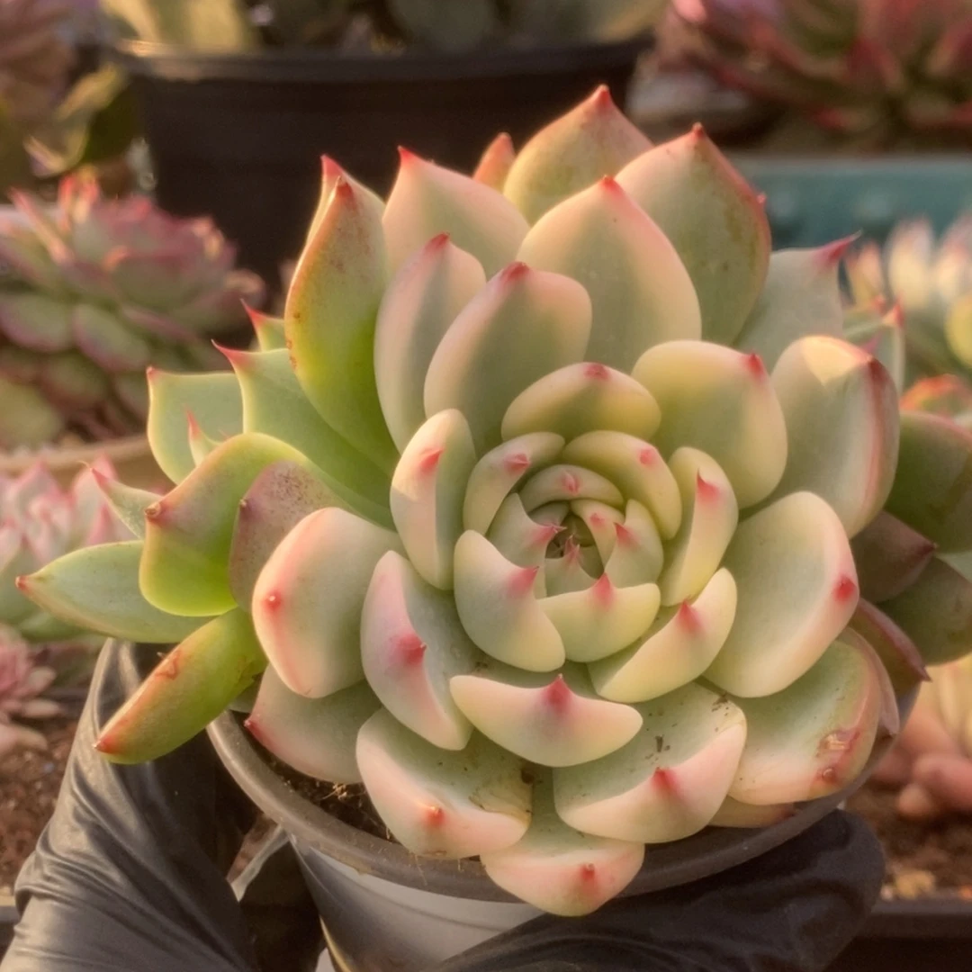 745锦锦锦锦锦锦