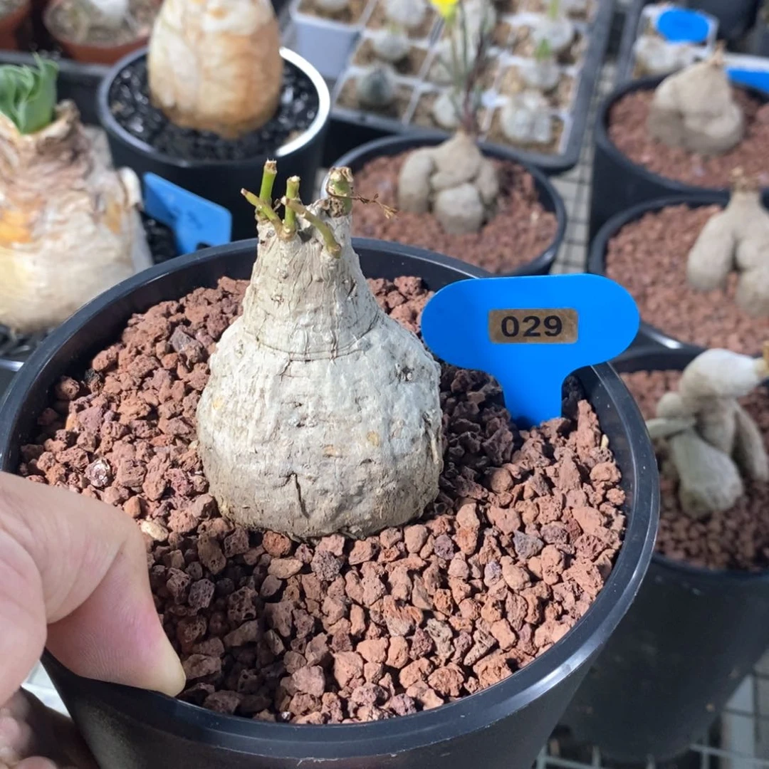 何鲁牵牛多肉植物