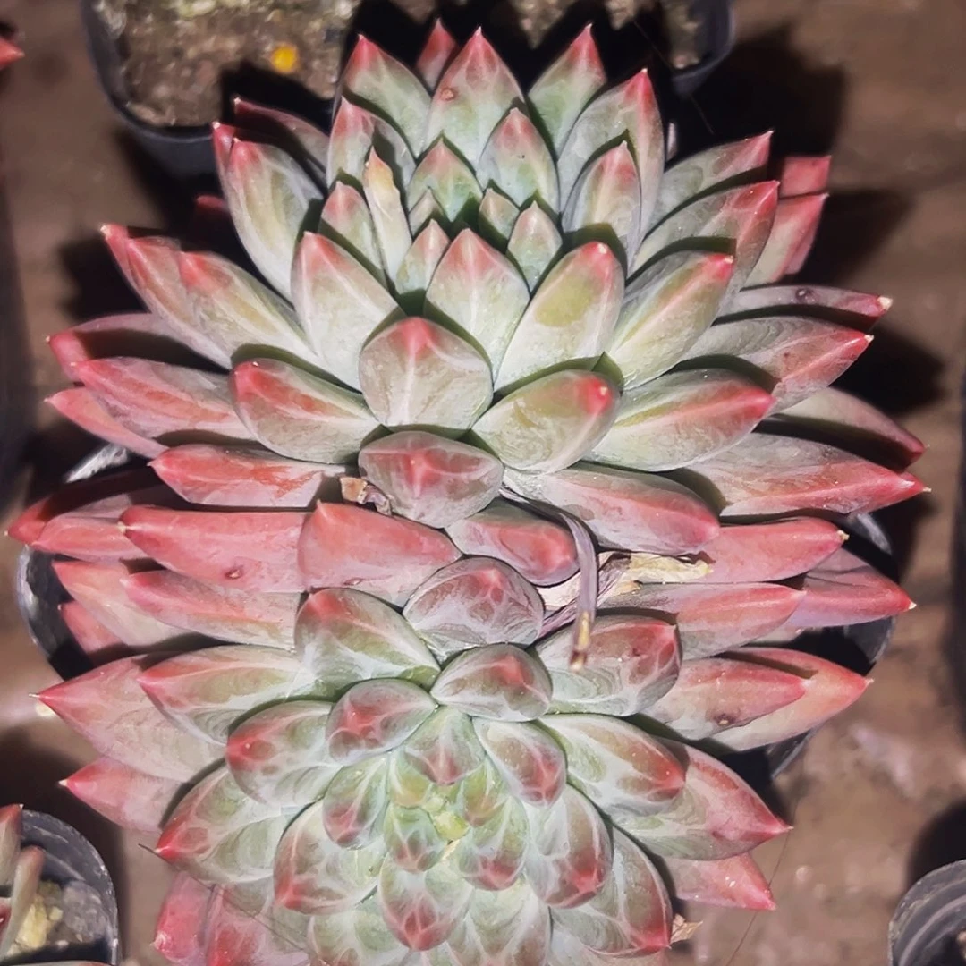 桔云多肉美人精品系列