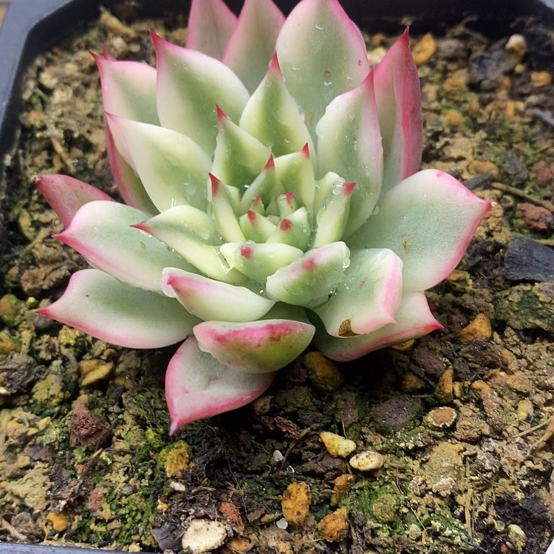 27138 东云骑士覆轮锦