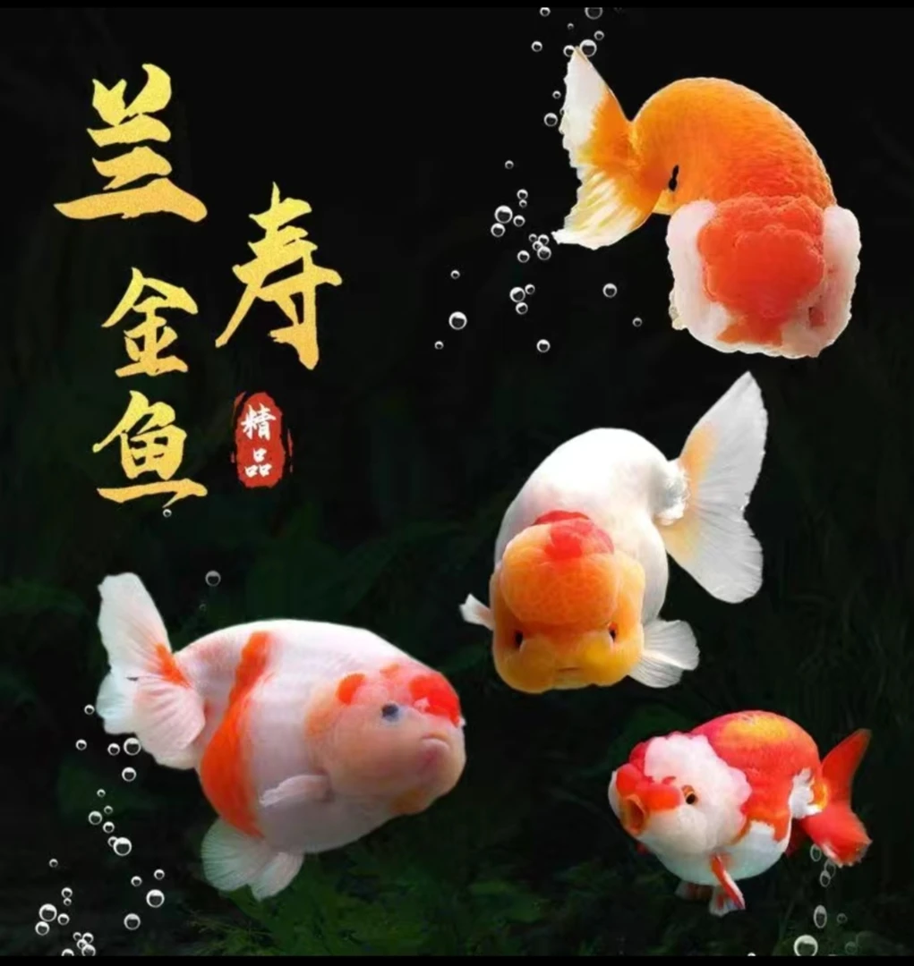 精品兰寿金鱼差价