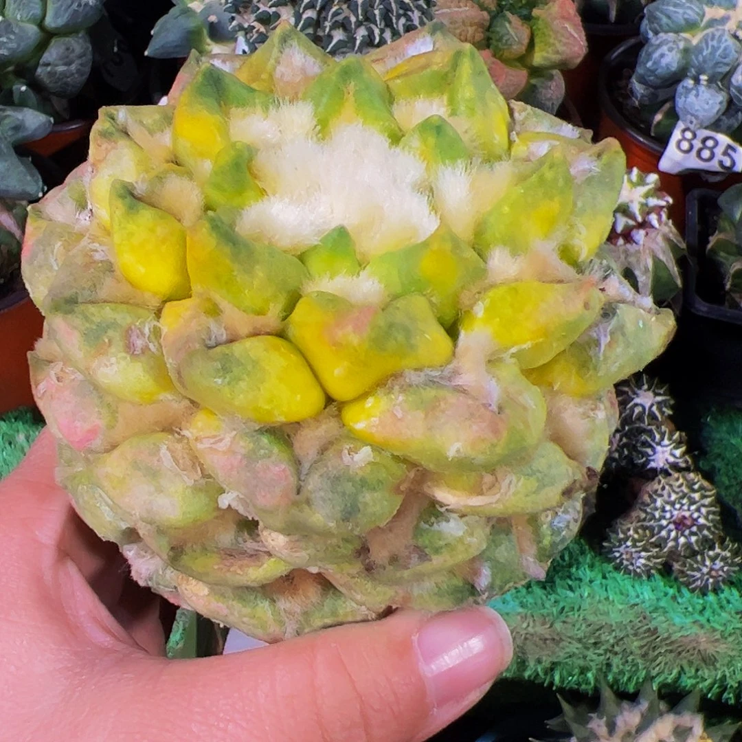 伊***米无花朵龟甲连山牡丹锦有干疤422