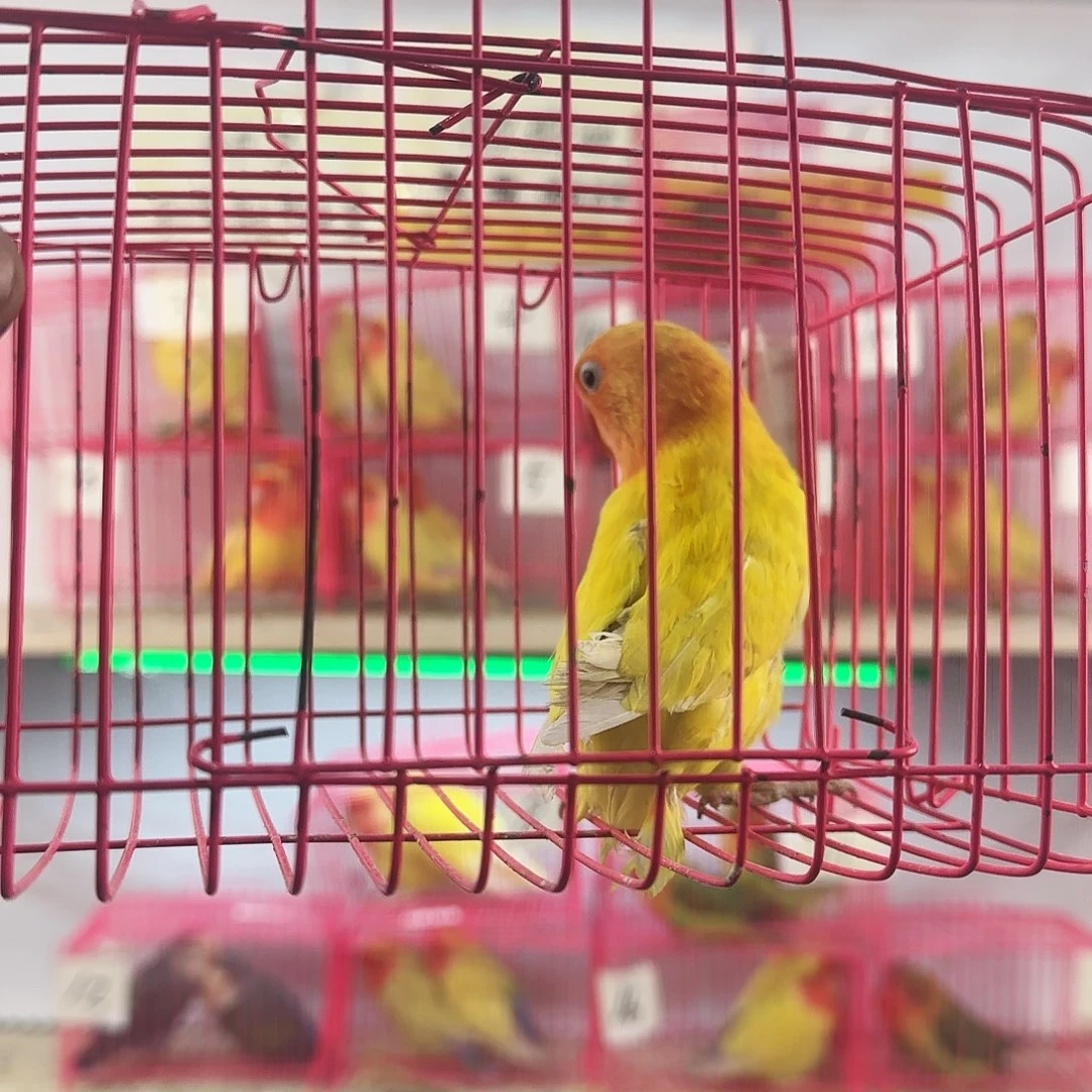 晨***晓桃脸牡丹鹦鹉一物一拍