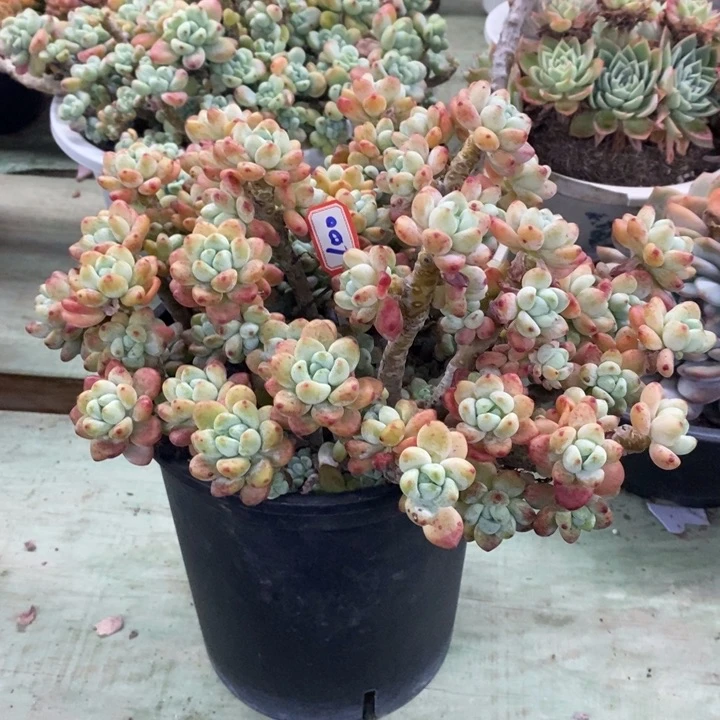 锦**?一物一拍罗琦多肉100