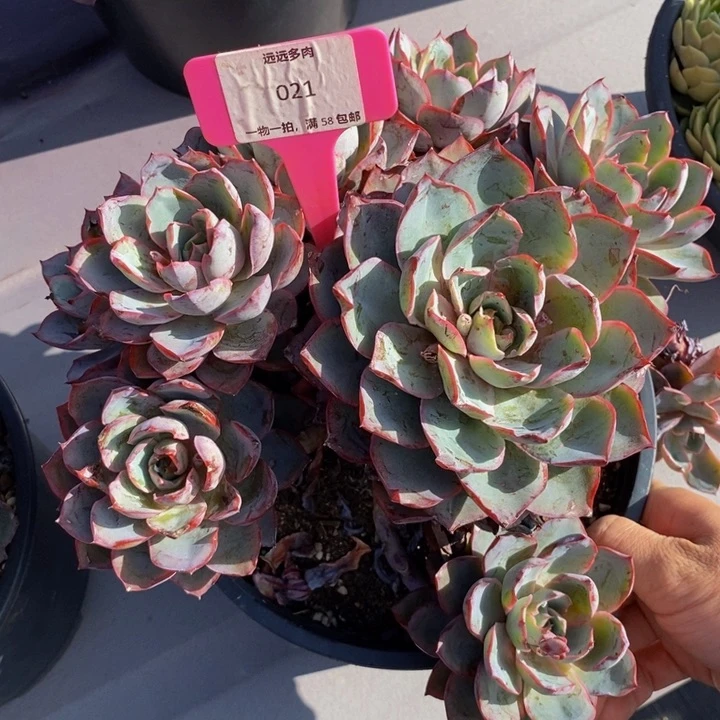 021赫拉肉肉肉肉肉肉肉