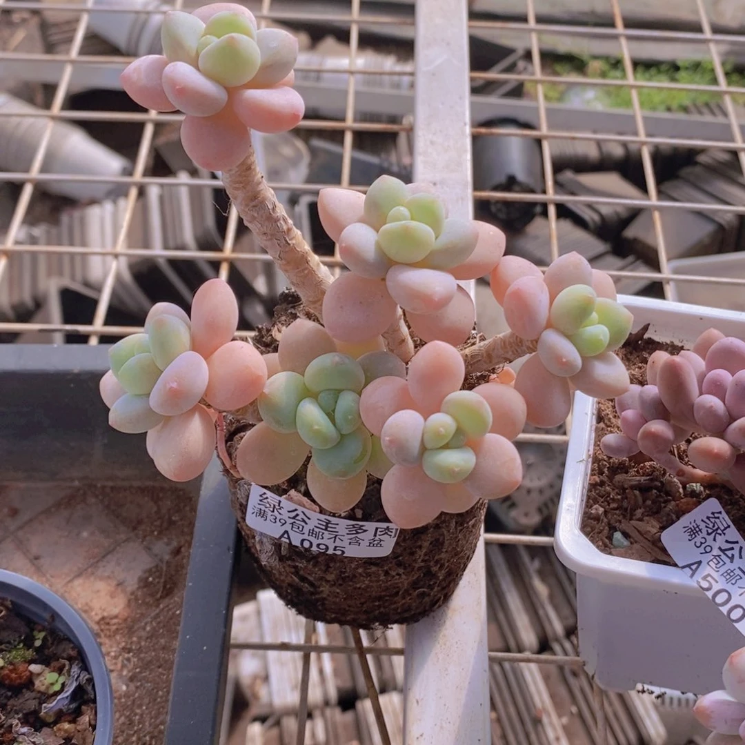 冰川洛神老桩13cm095多肉酱