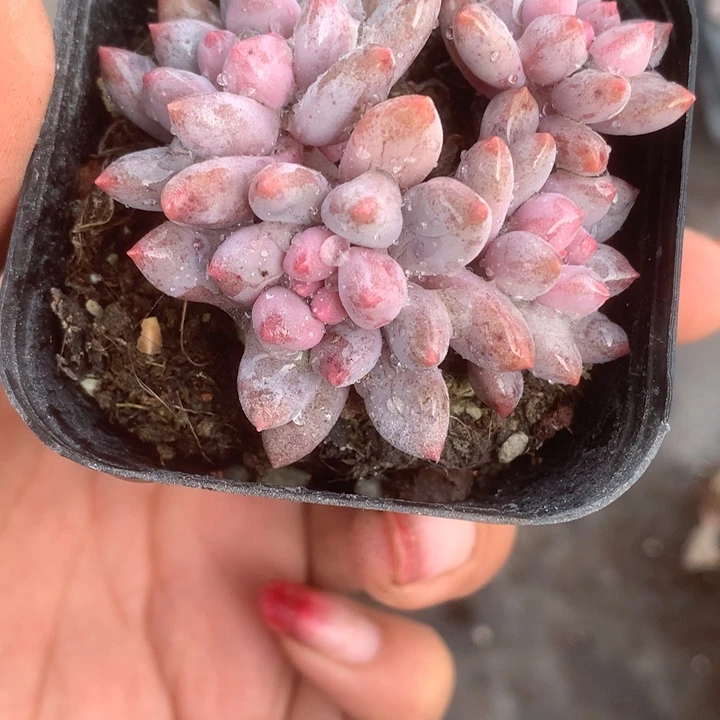 韩版手指奶。（满9.99包邮不满9.99发叶子）