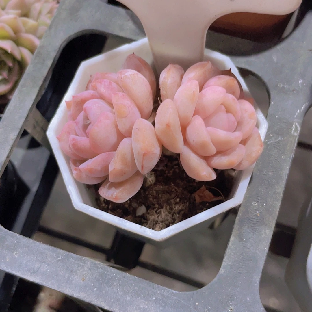 爱*魏恩宠w049一物一拍