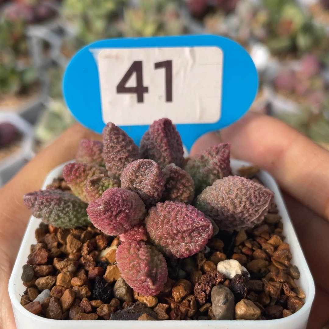 c****m     达摩。