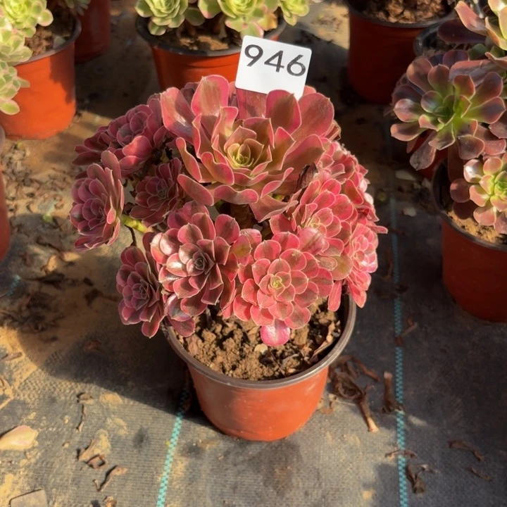 美杜莎多肉植物不包损946
