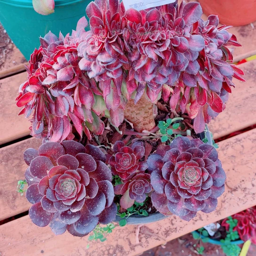 多肉植物130荔枝中班