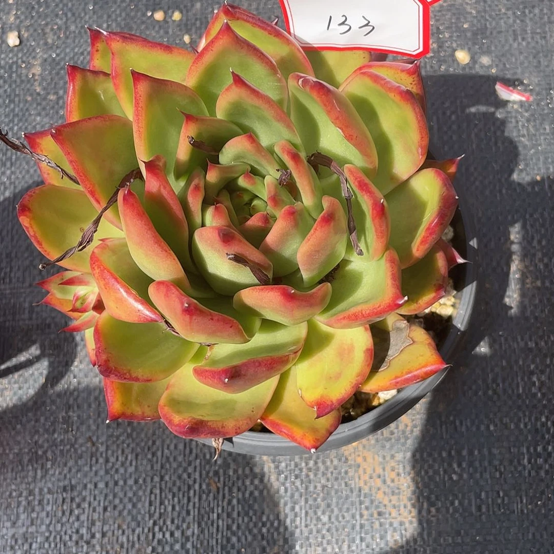 若如东云多肉组拍133