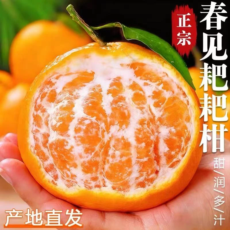 【四川】春见耙耙柑3/4.5/8斤装当季新鲜水果柑橘香甜产地直发