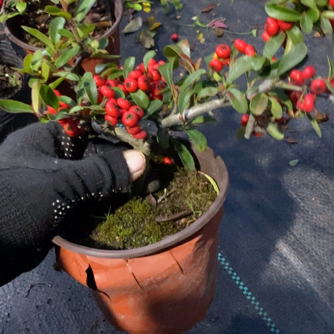 用***3无花朵盆景盆景20