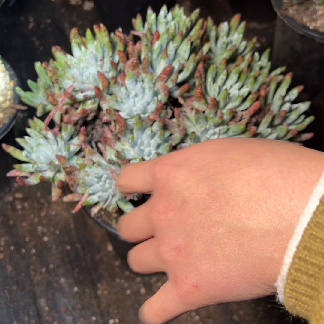 绿***驴2099哈哈哈哈哈哈哈哈