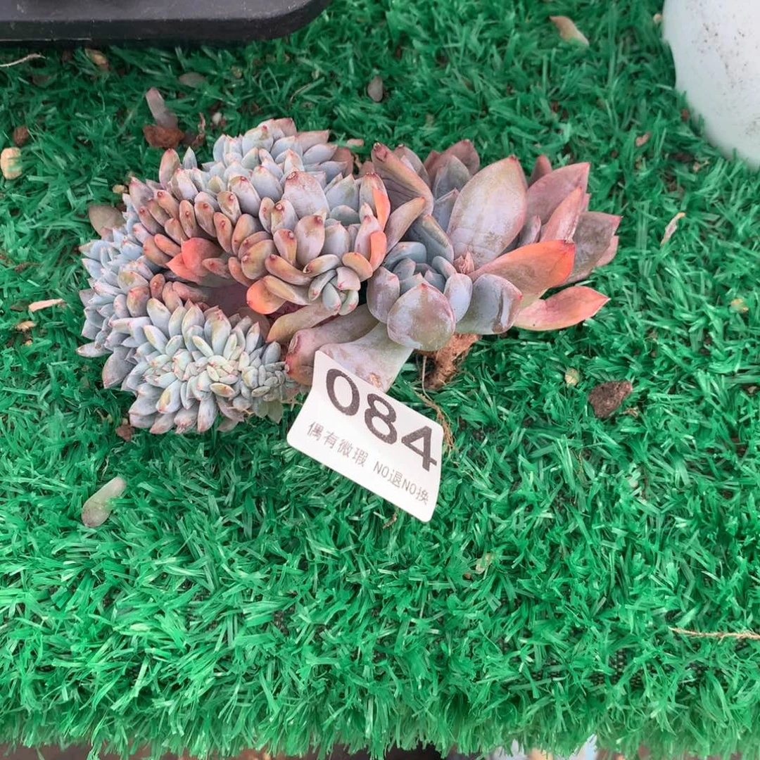 星***光080橙子11111111111111