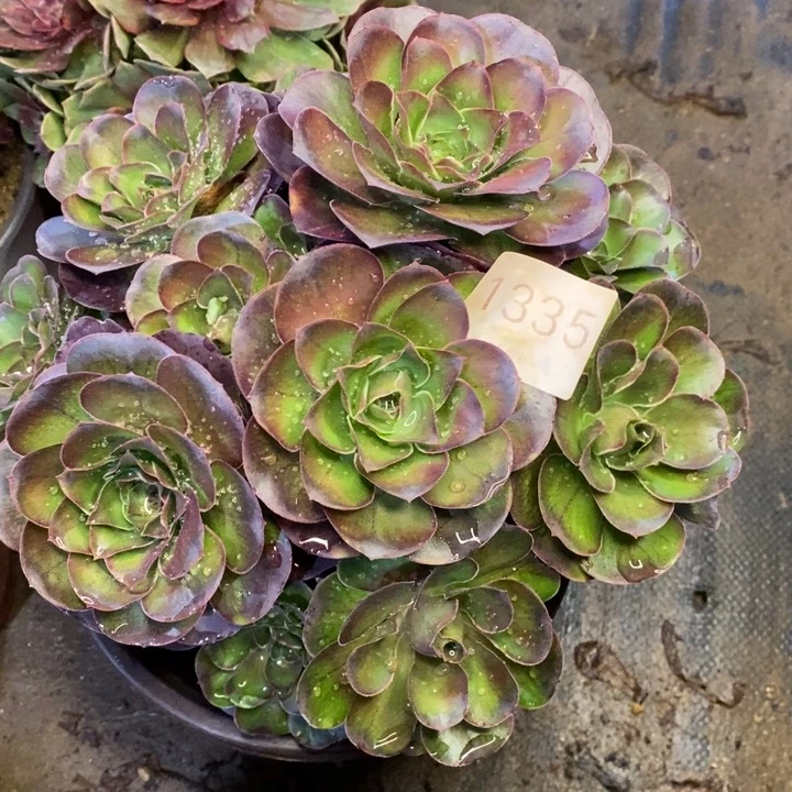 魅金多肉断头不包