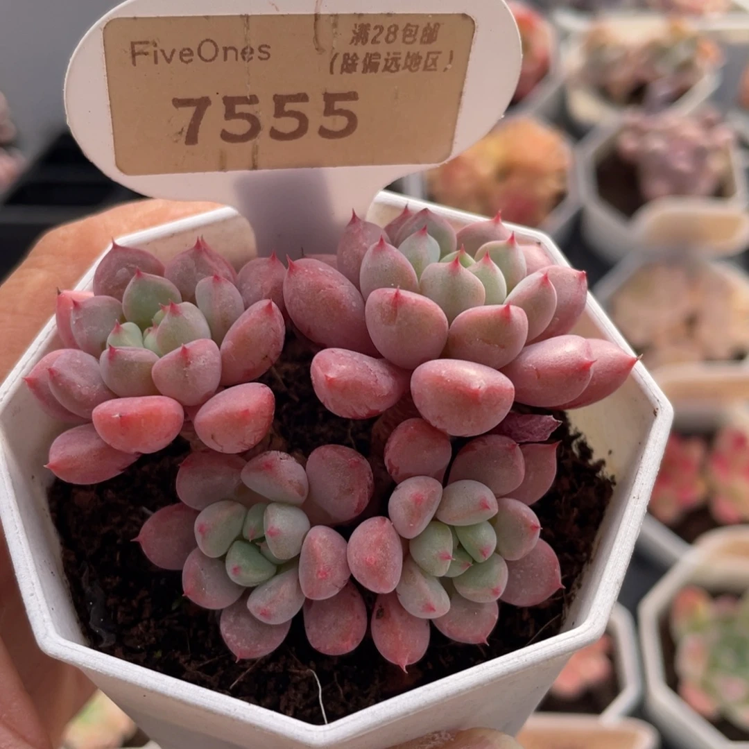 雪桃7555-6.0厘米