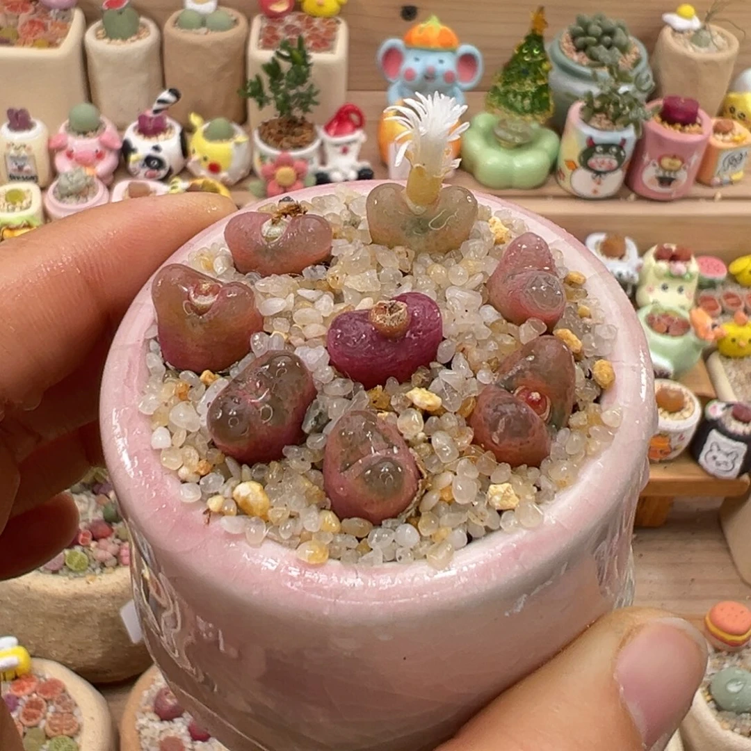 多肉植物66号粉毛