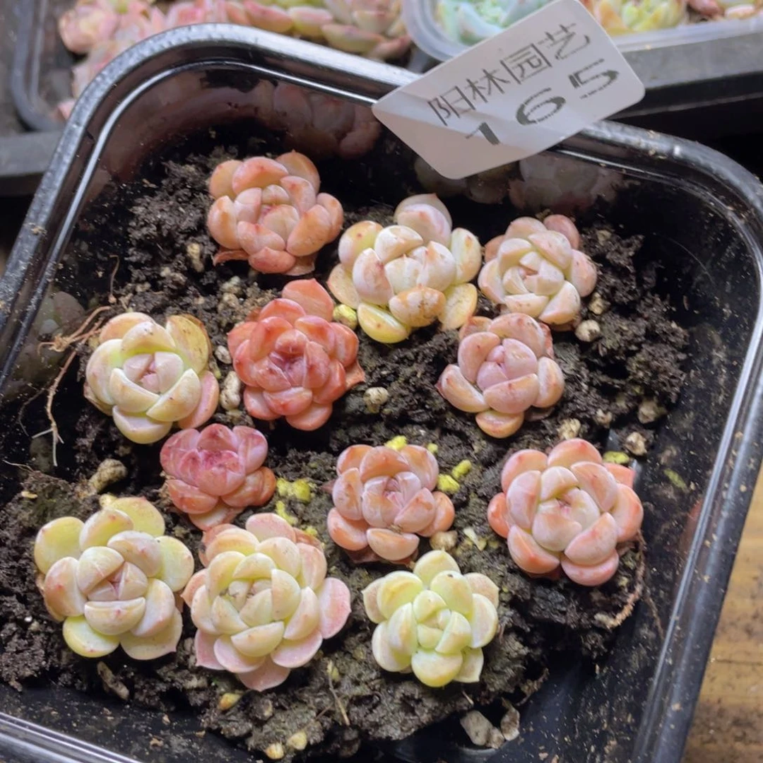 多肉植物多肉植物165