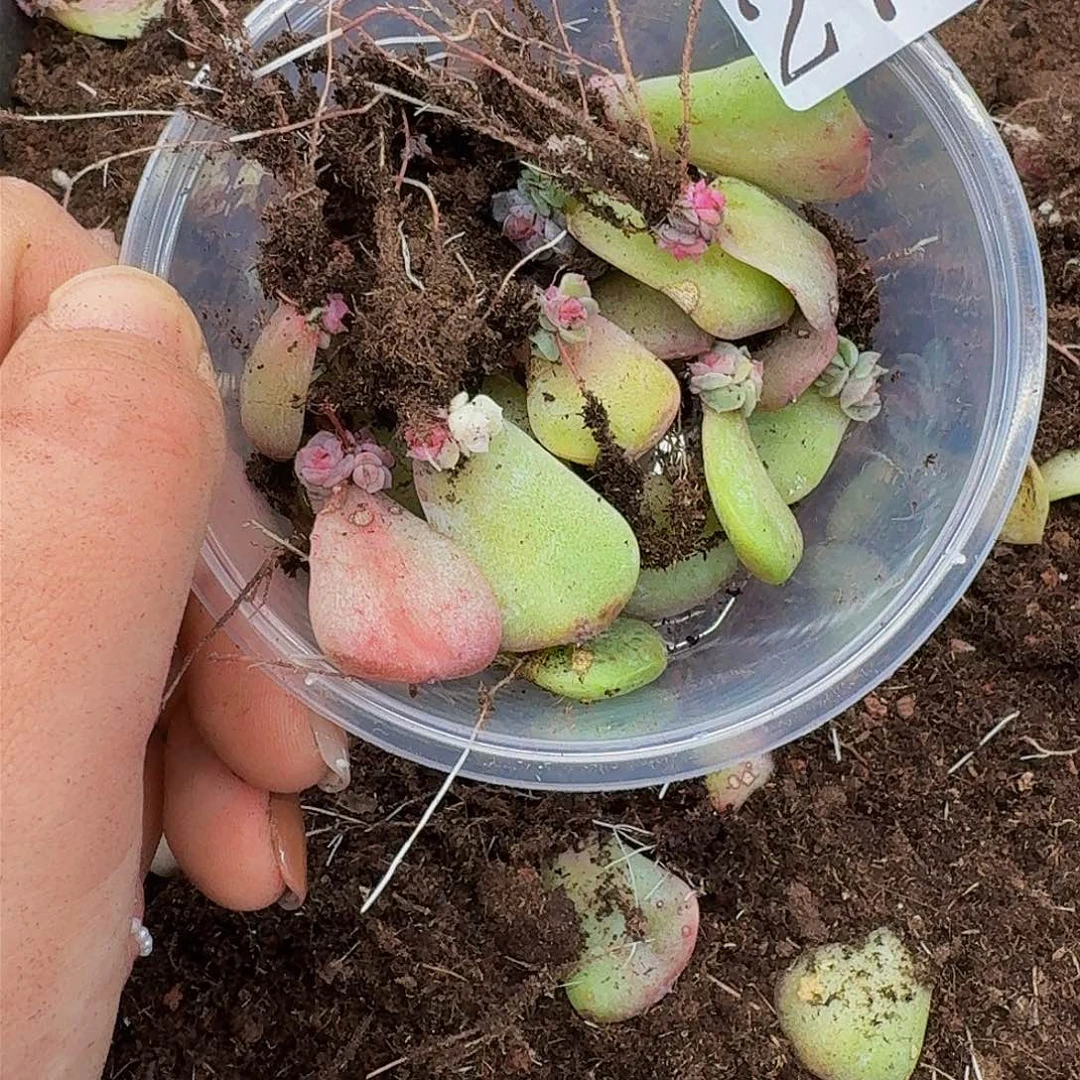 二**赵多肉植物多肉植物278