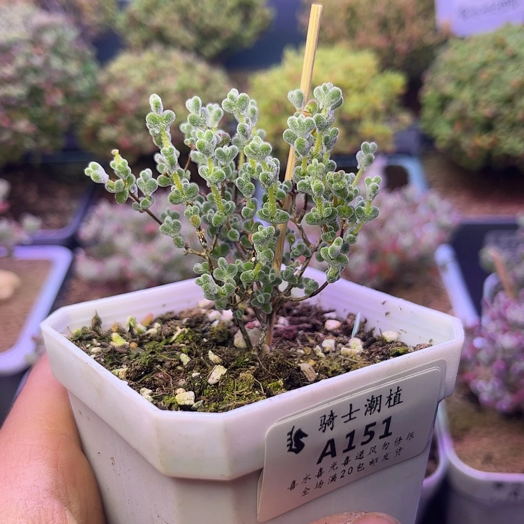 151超级莱斯枝干多肉