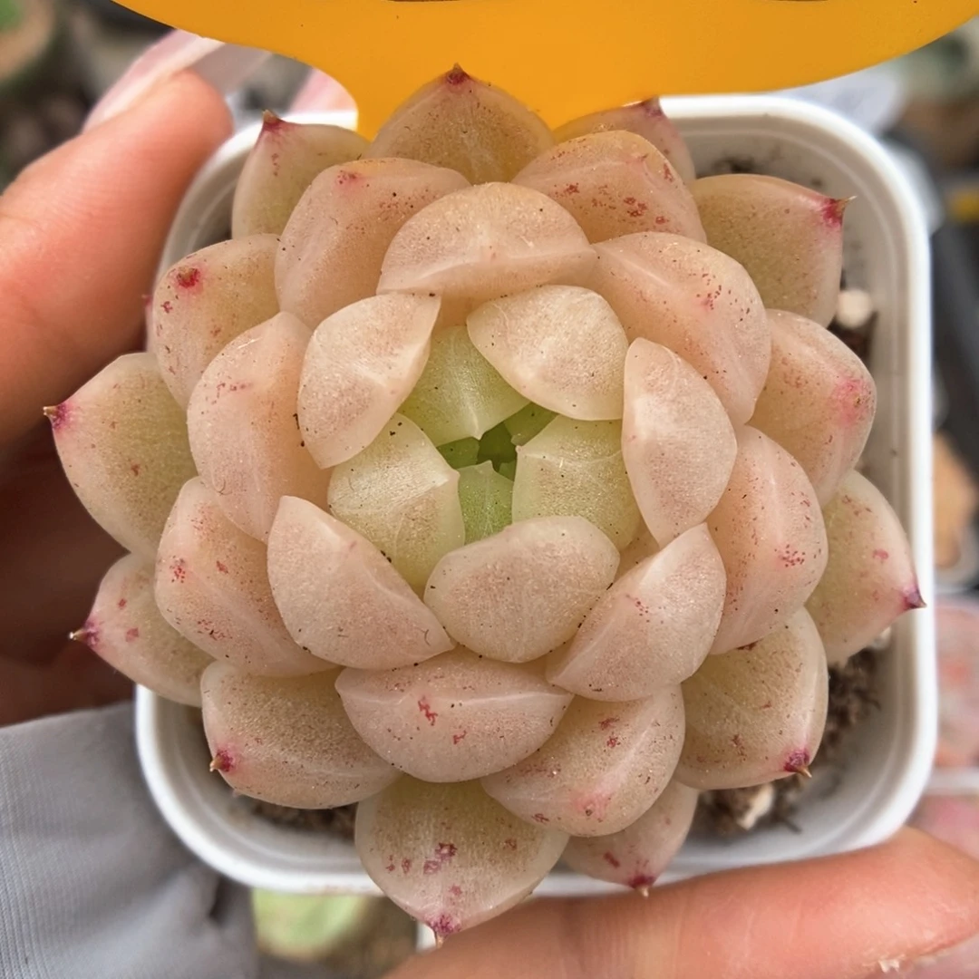 油透麦秆可拍1502号。