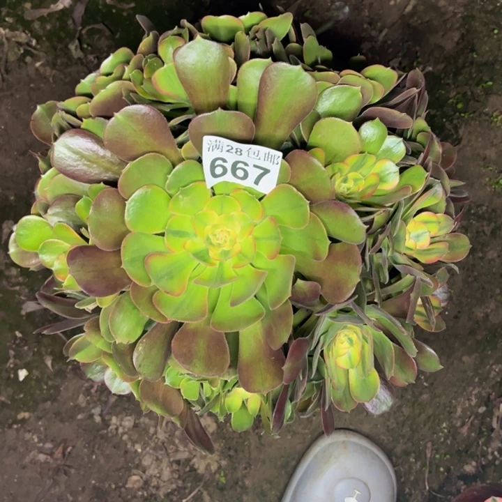 667香妃多肉植物