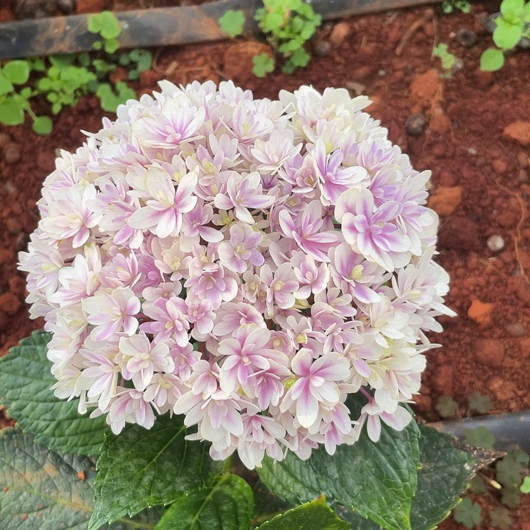 绣球切花一物一拍3枝起包邮，196