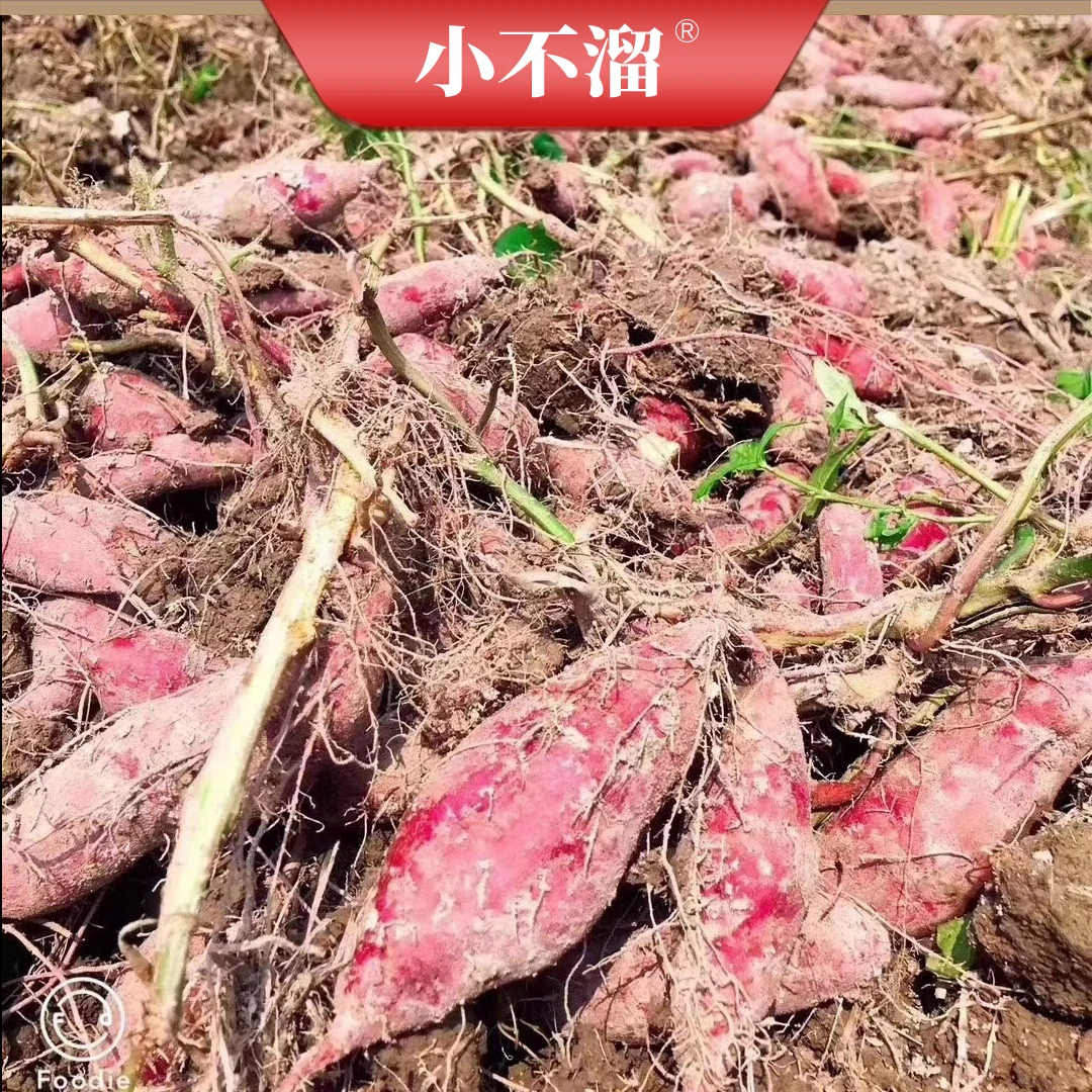 【小不溜】临安天目山小香薯5斤装50-70个/18-35个/10-15个粉糯干面