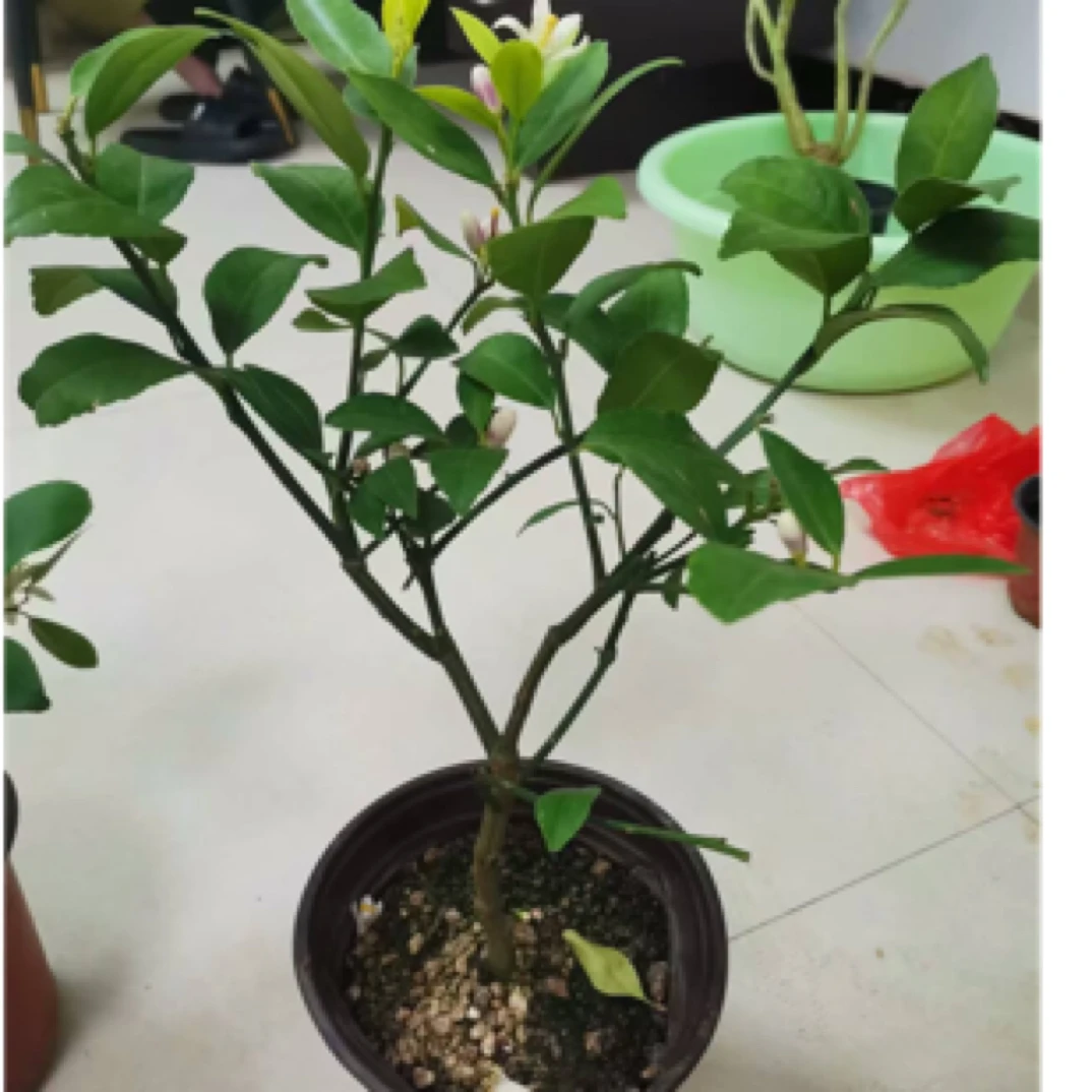 香水柠檬树苗果树盆栽四季带果可食用室内客厅阳台好养花卉绿植物