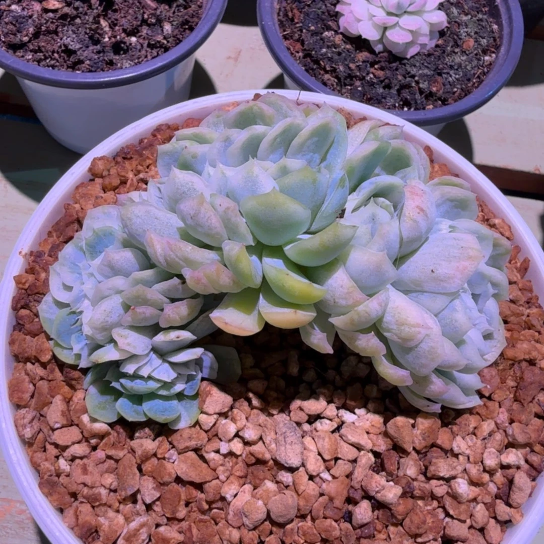 冰梅锦缀，锦上园艺一物一拍