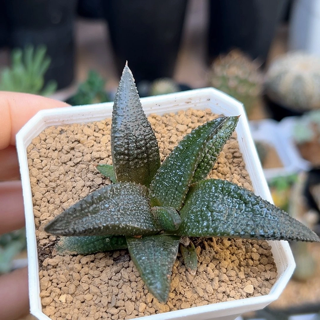 黑王寿硬叶十二卷