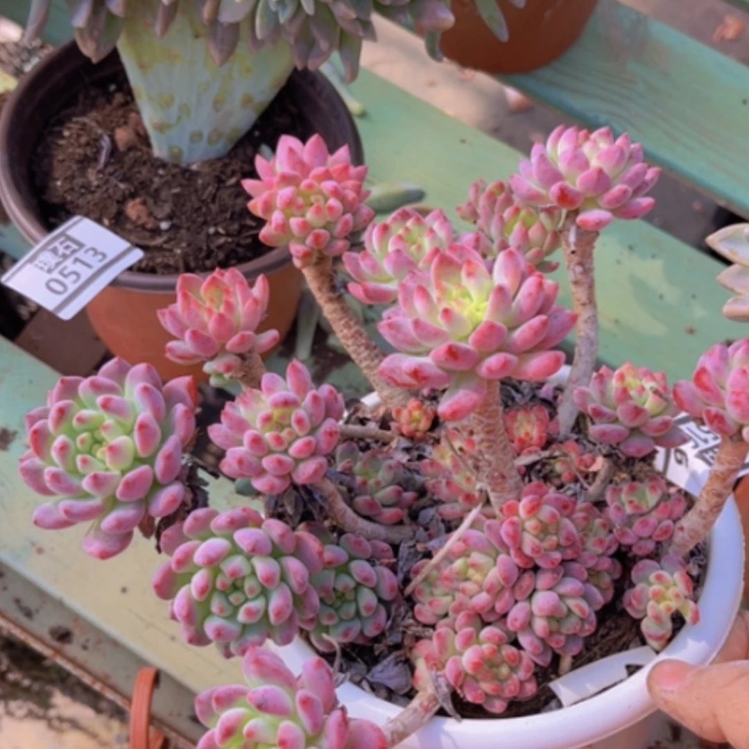 【闪购商品】蓝苹果05166